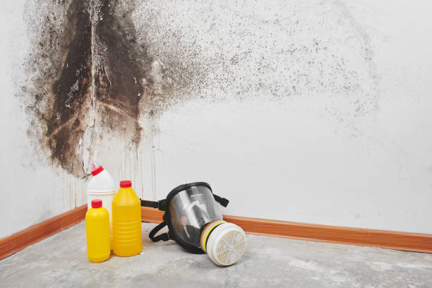 Professional Mold Remediation in Grantsville, UT