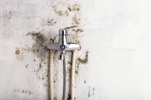 Best DIY Mold Remediation Support Services in Grantsville, UT