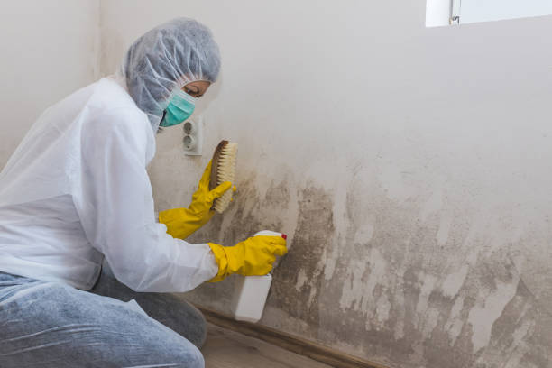 Best Attic Mold Remediation in Grantsville, UT