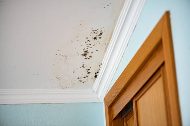 Best Emergency Mold Remediation in Grantsville, UT