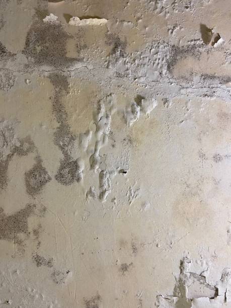 Best Mold Remediation for Specific Building Types in Grantsville, UT