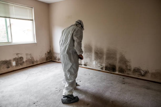 Best Crawl Space Mold Remediation in Grantsville, UT