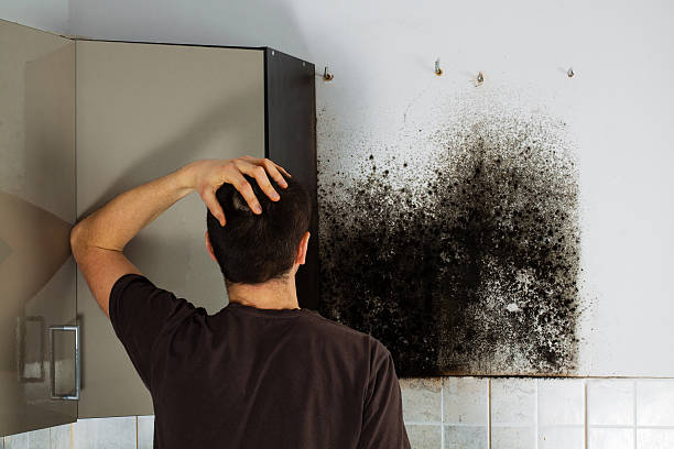Best Insurance-Related Mold Remediation in Grantsville, UT