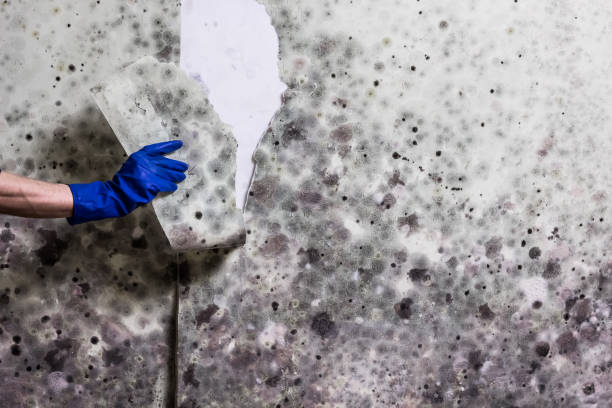 Best Mold Remediation for Schools in Grantsville, UT