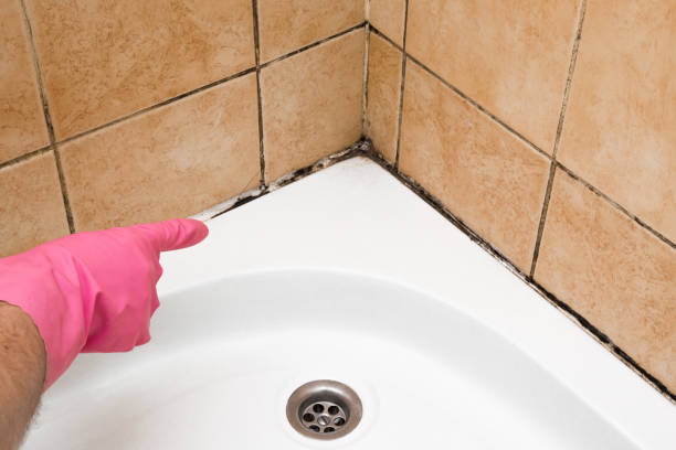 Best Kitchen Mold Remediation in Grantsville, UT